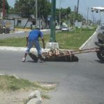 Caballo carretonero muerto Madero