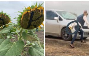 Visitantes y sus “selfies” destruyen plantío de girasoles