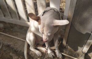 Registra Victoria serio problema de moquillo; hay brote en Viento Huasteco