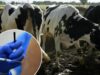 Rifan vacas y hasta pollos por vacunarse contra COVID-19