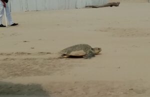 Urge mayor protección a la tortugas lora