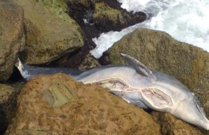 Hasta 9 años de prisión a quien mate delfines