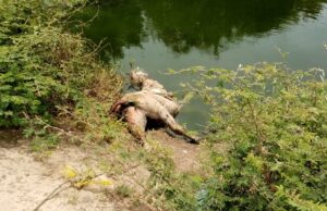 Cocodrilos se comen perros en la Miramapolis