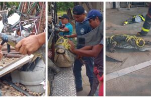 Bomberos Madero capturan 3 cocodrilos en 24 horas