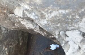 Encuentran Tortuga Lora muerta en la escollera