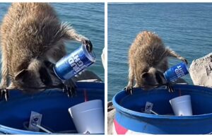 Detectan a mapache tomando cerveza, por falta de agua