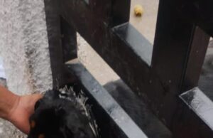 Rescata Protección Civil de Escobedo a perrita atorada en barandal