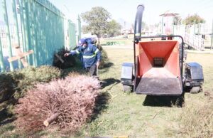 Instala Escobedo 11 centros de acopio para pinos navideños